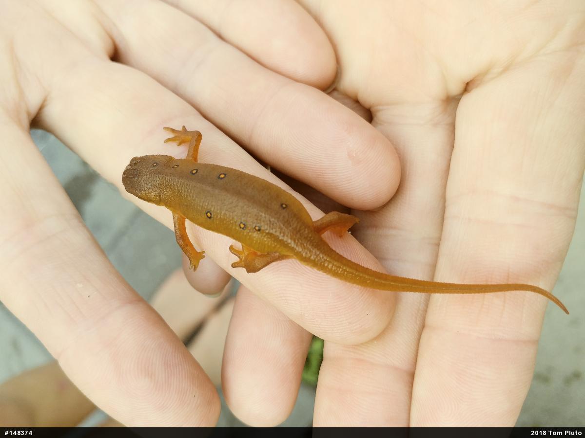 Red-spotted Newt