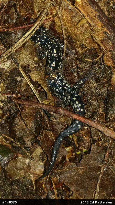 Northern Slimy Salamander