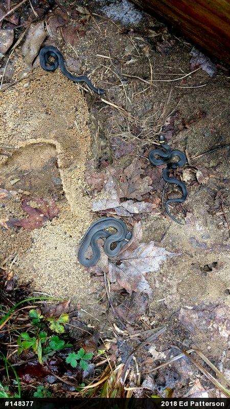 Northern Ring-necked Snake