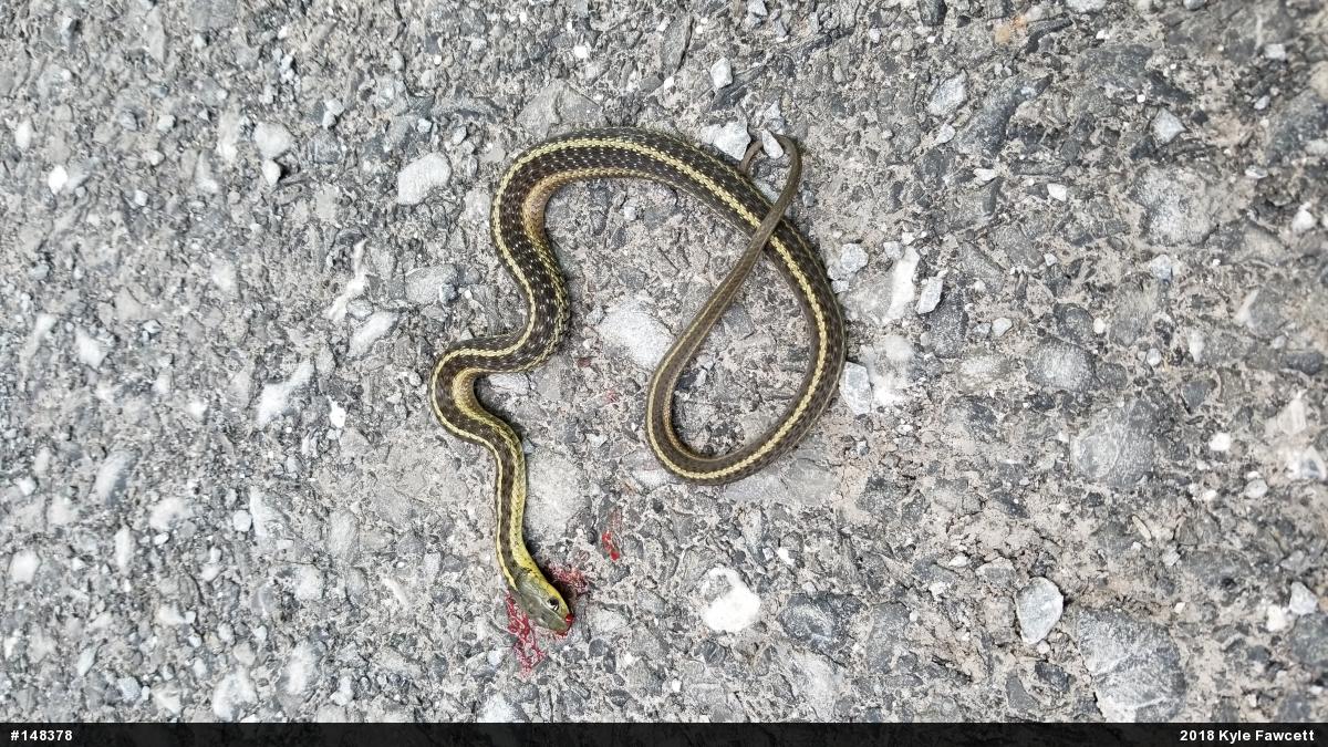 Eastern Gartersnake