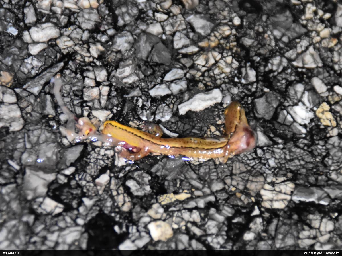 Northern Two-lined Salamander