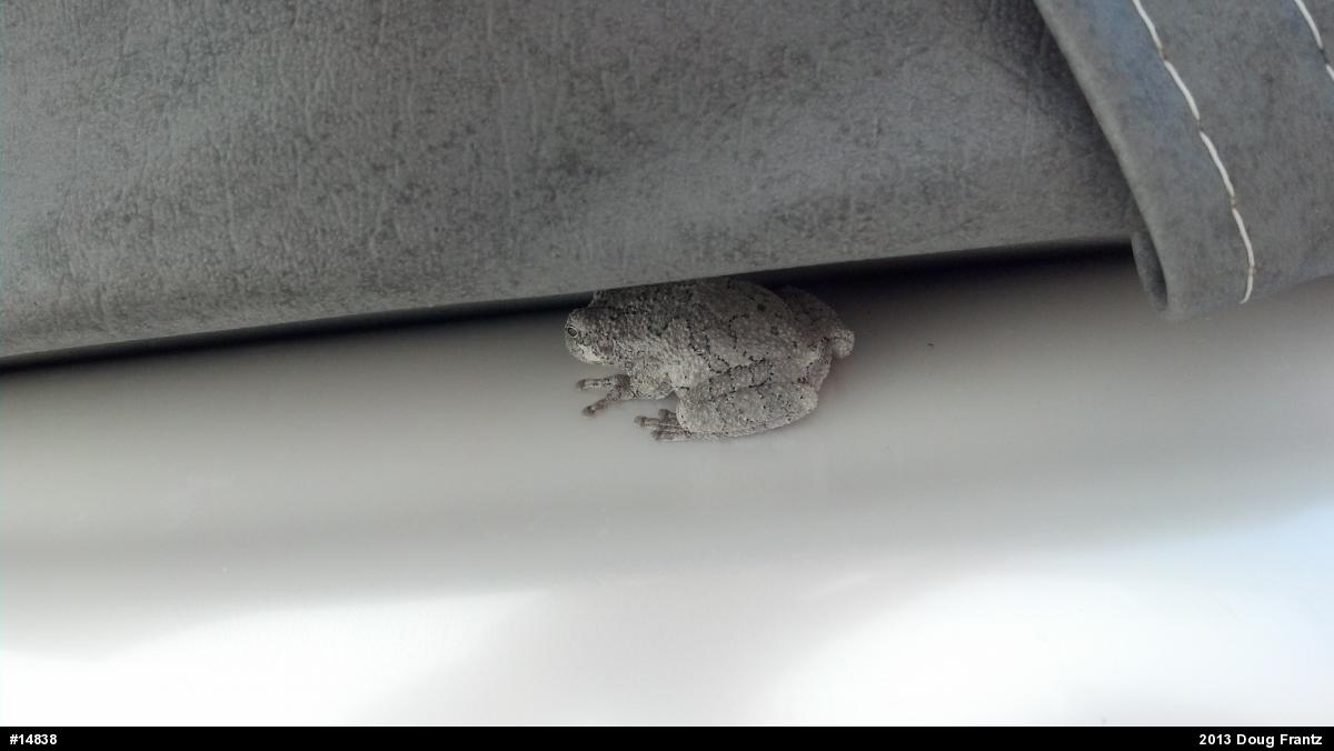 Unknown Gray Treefrog