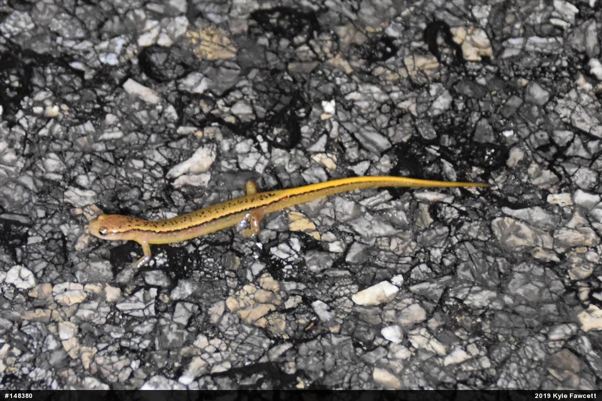 Northern Two-lined Salamander