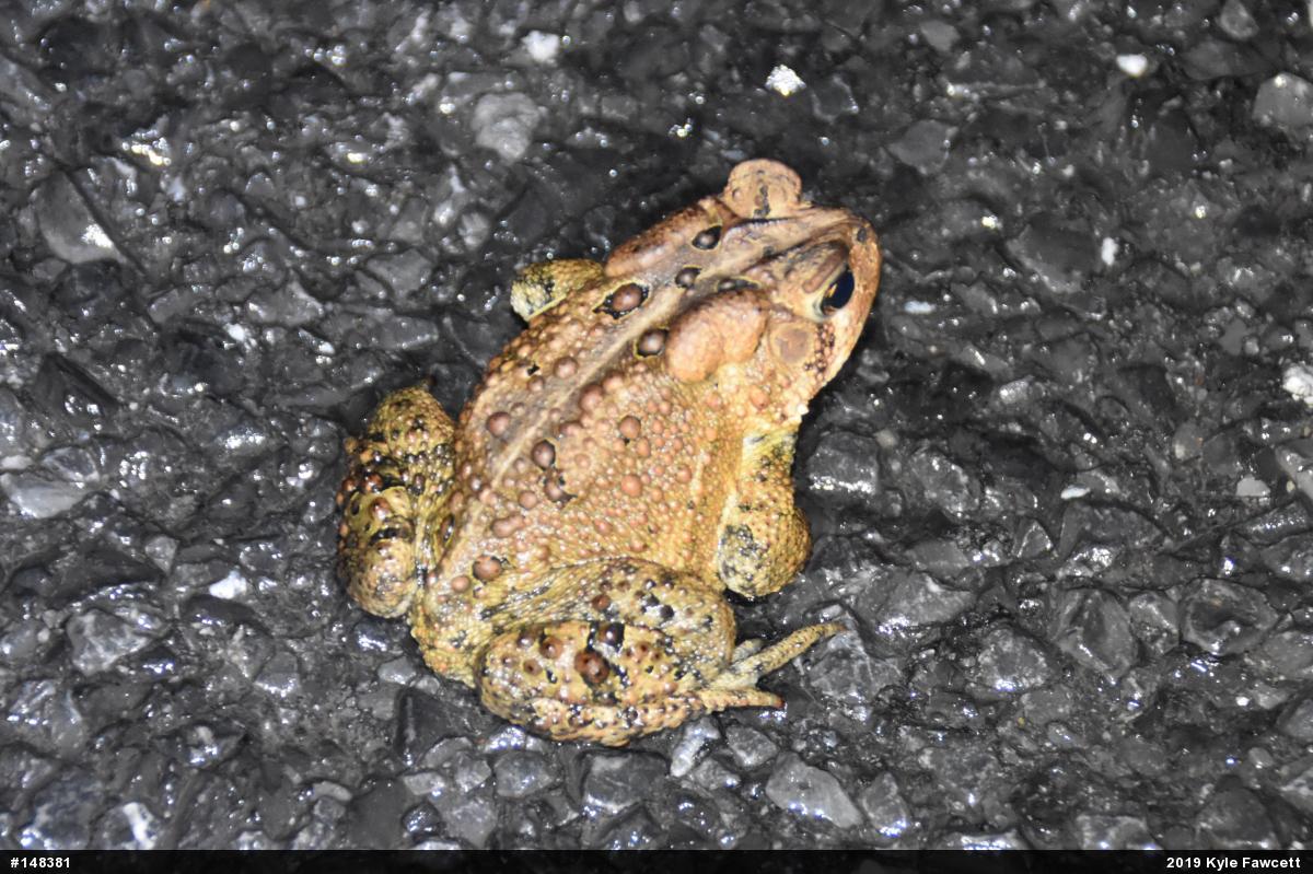 Eastern American Toad