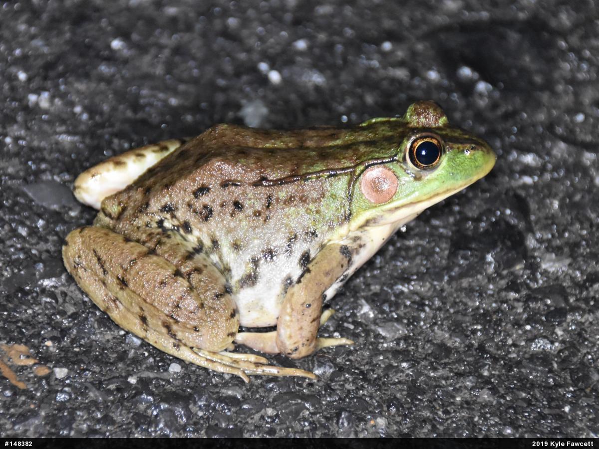 Green Frog