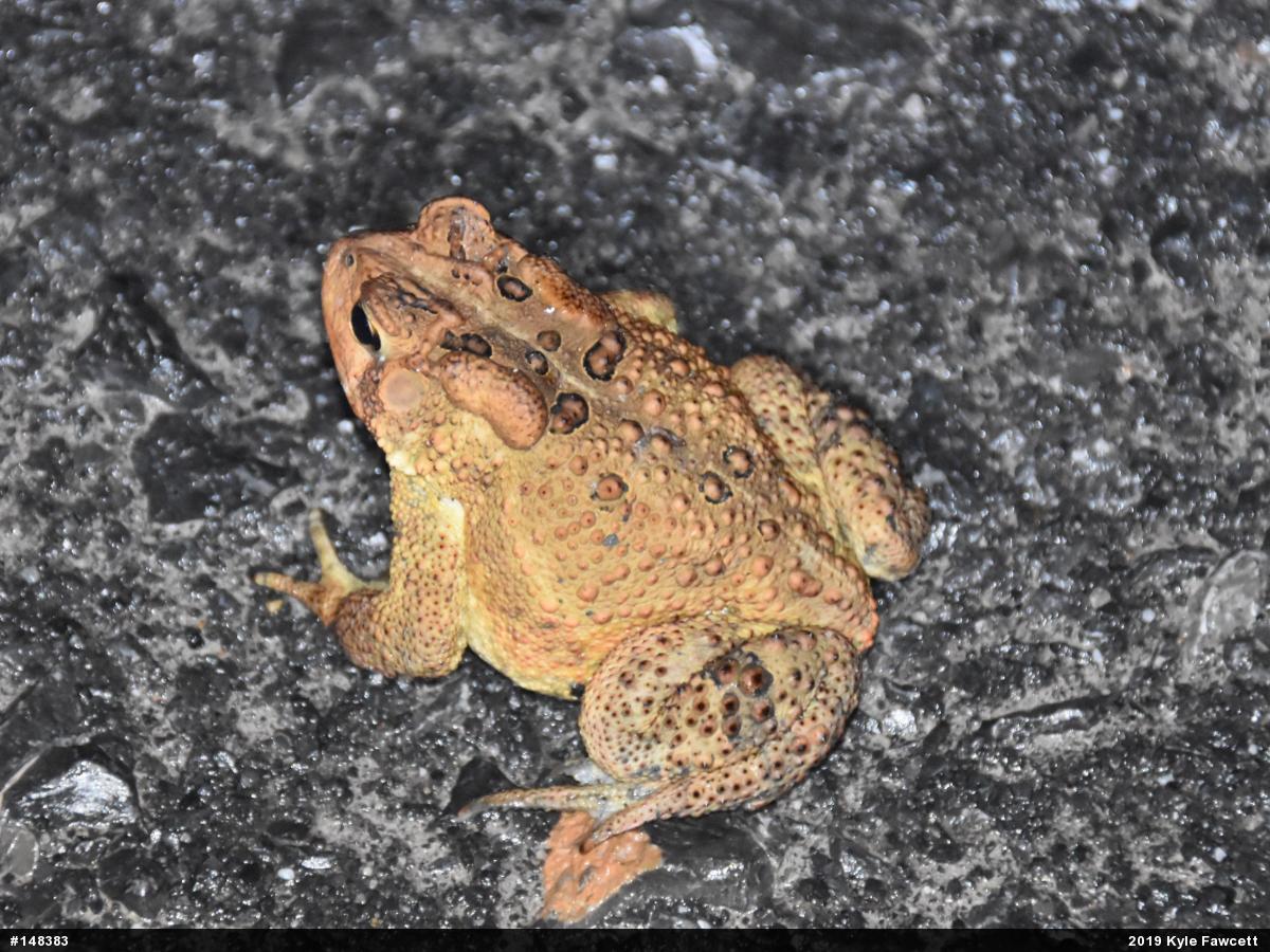 Eastern American Toad