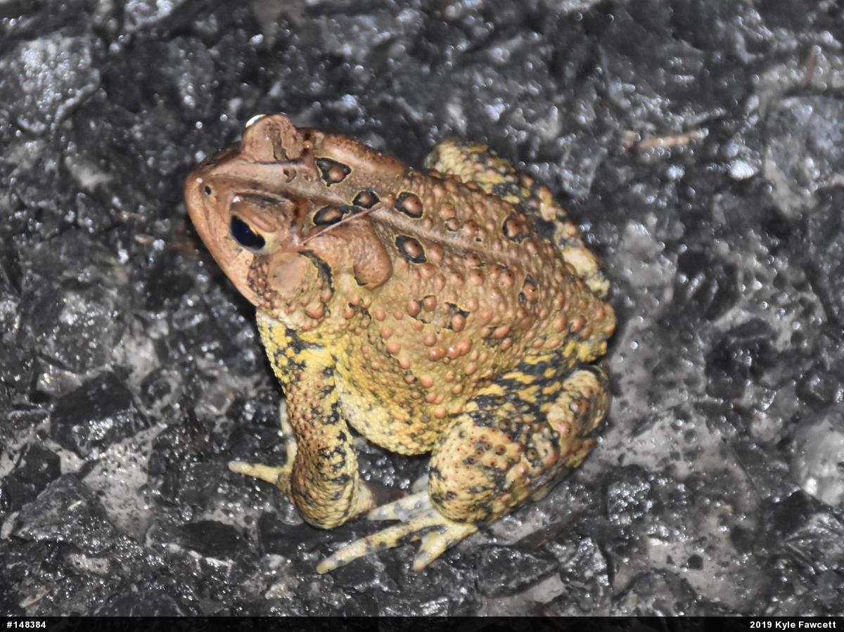 Eastern American Toad