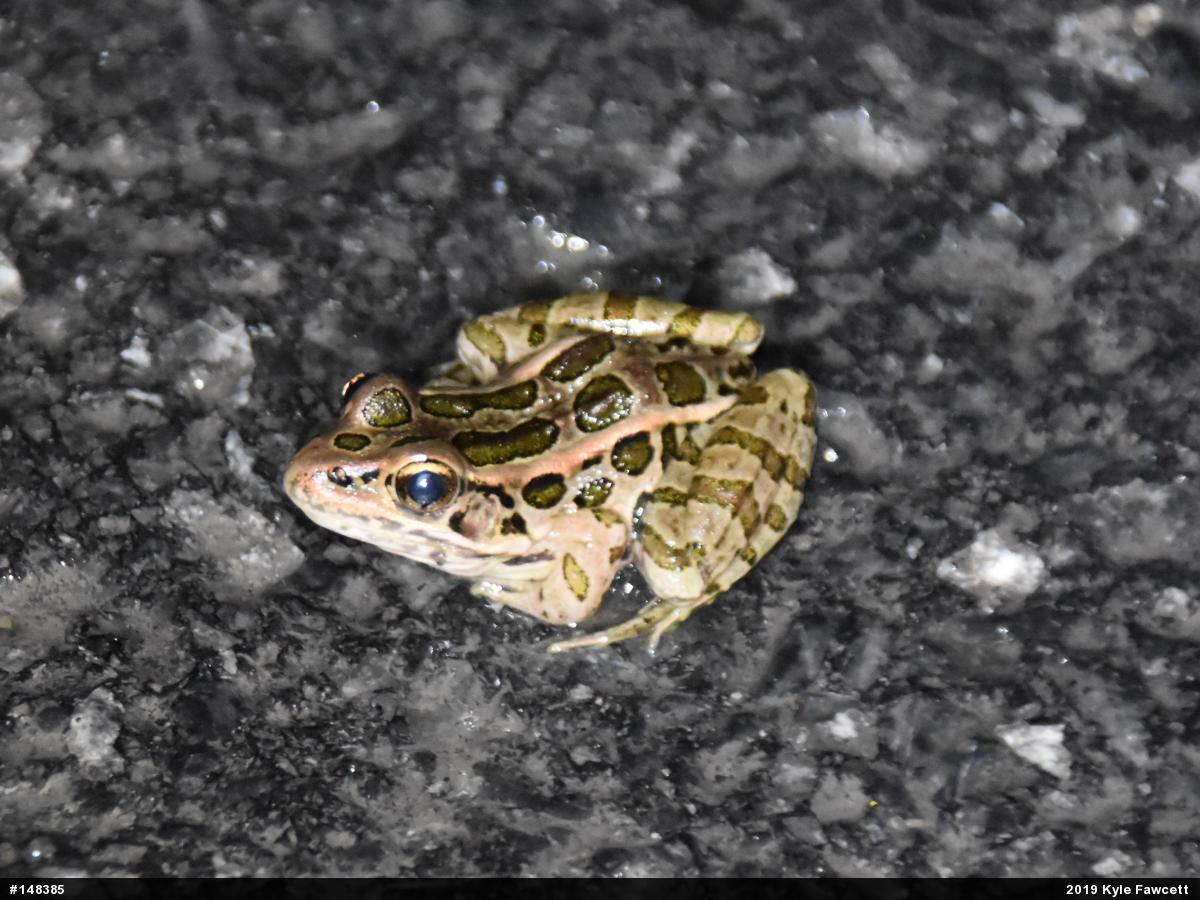 Pickerel Frog