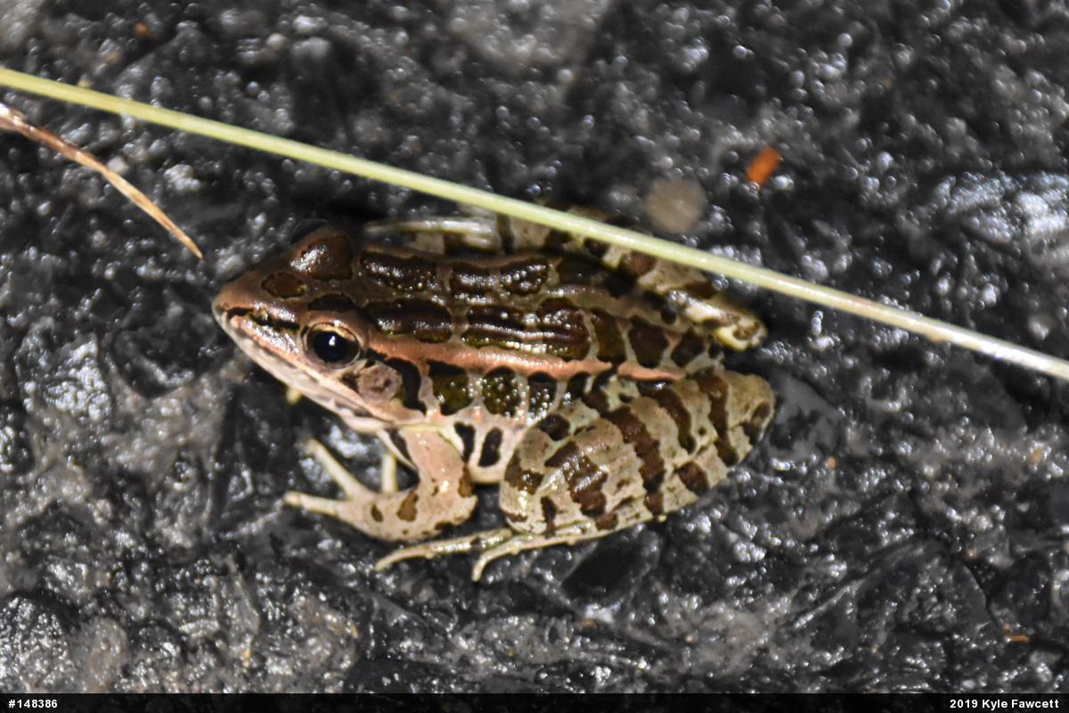 Pickerel Frog