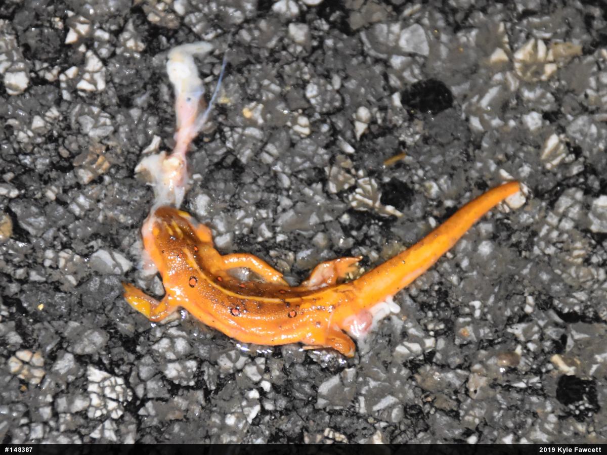 Red-spotted Newt