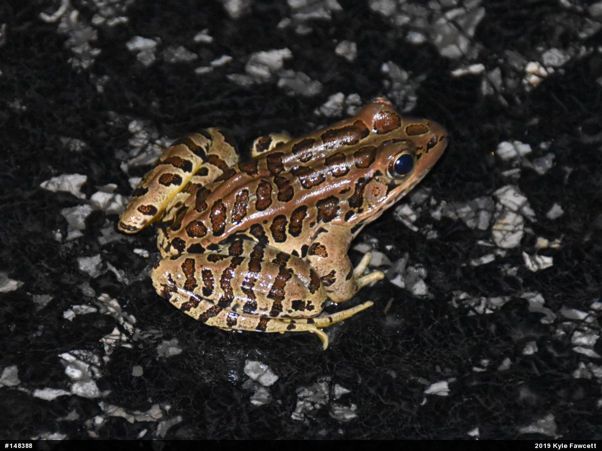 Pickerel Frog