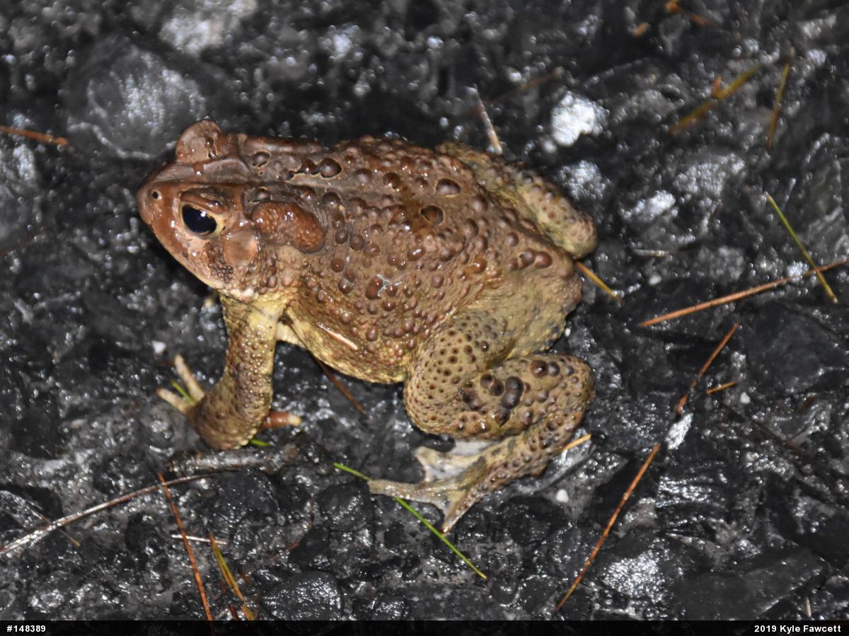 Eastern American Toad