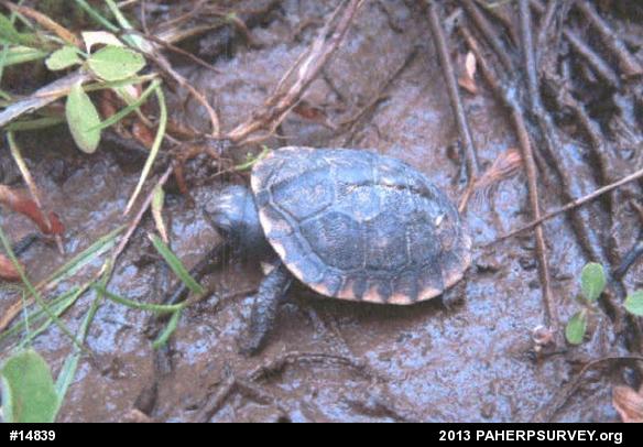Eastern Box Turtle