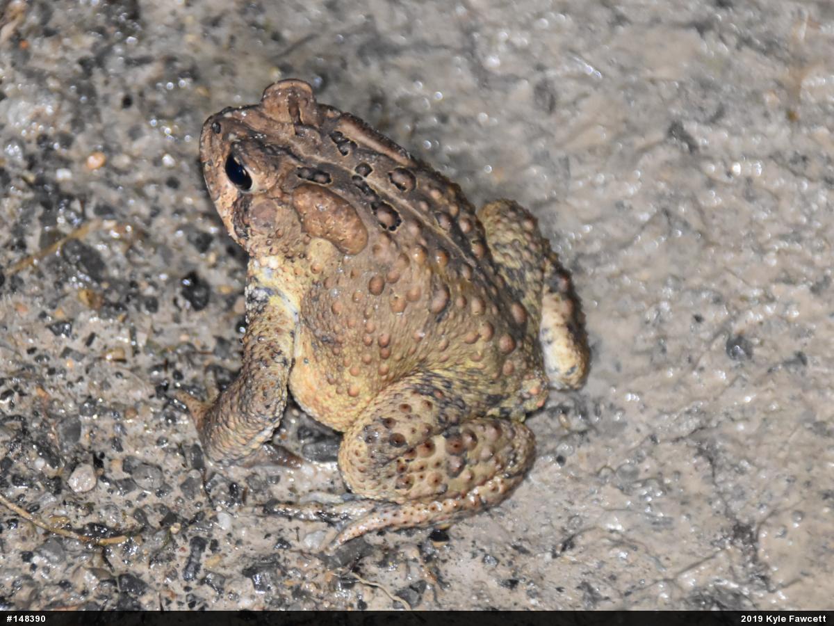 Eastern American Toad