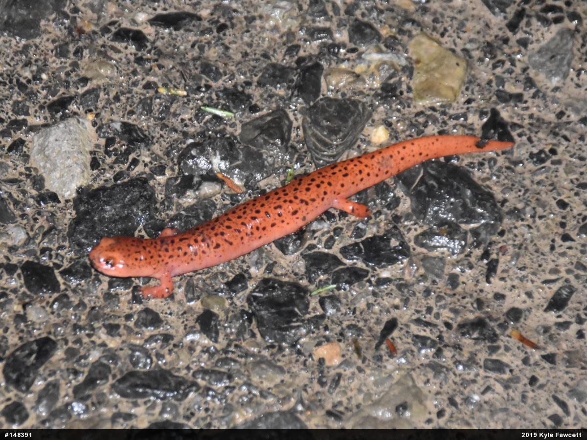 Northern Red Salamander