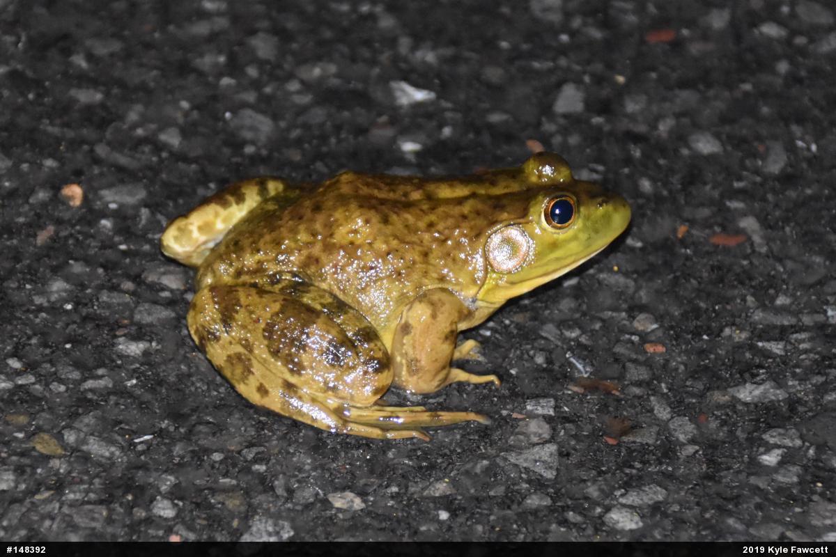 American Bullfrog