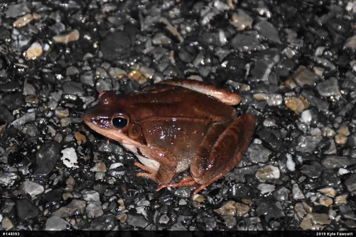 Wood Frog