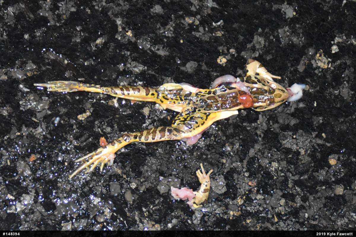 Pickerel Frog
