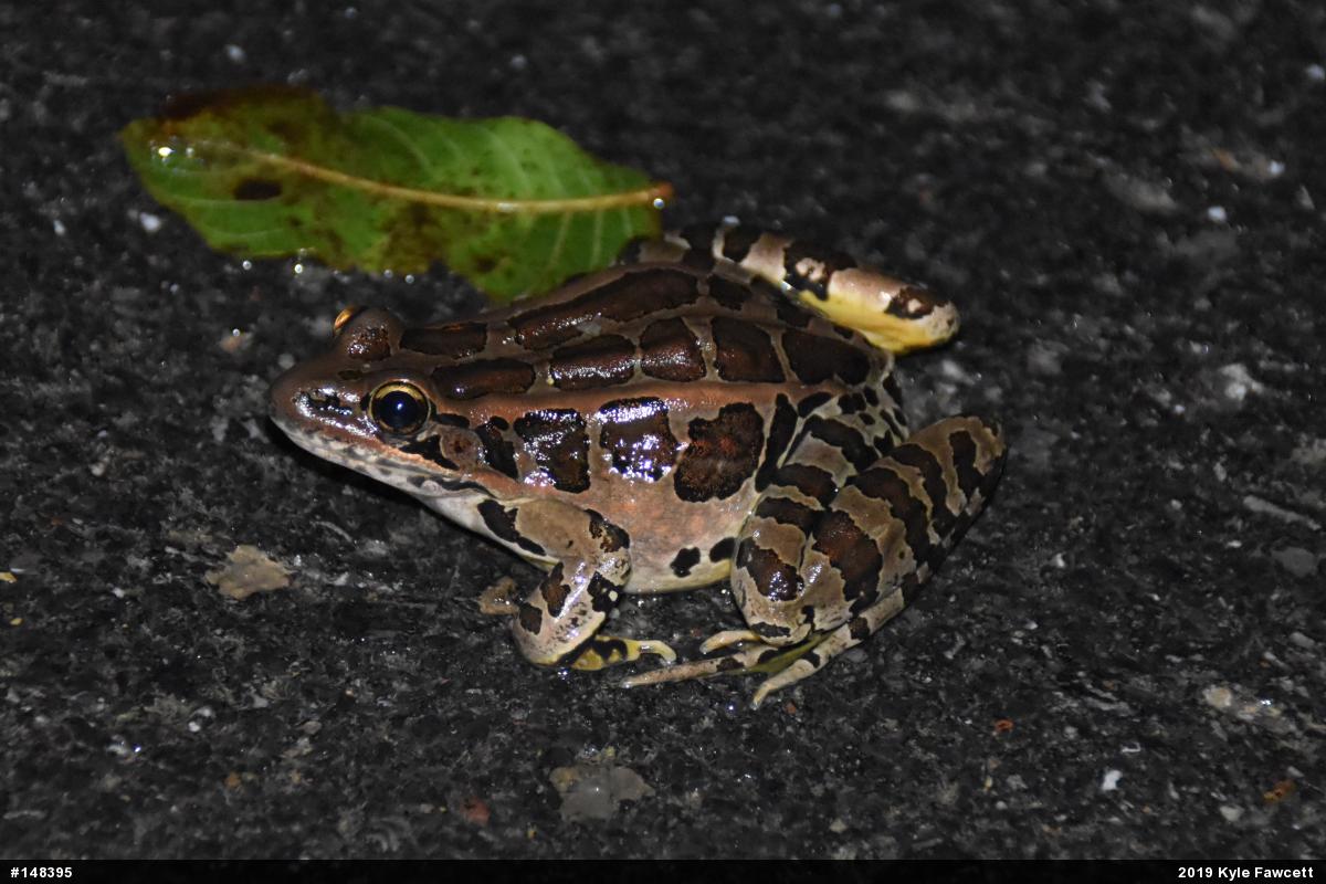 Pickerel Frog