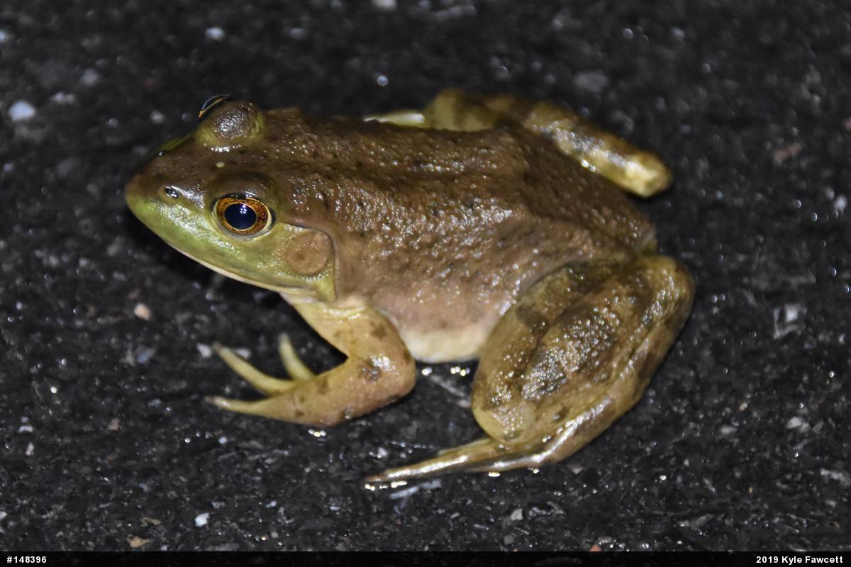 American Bullfrog