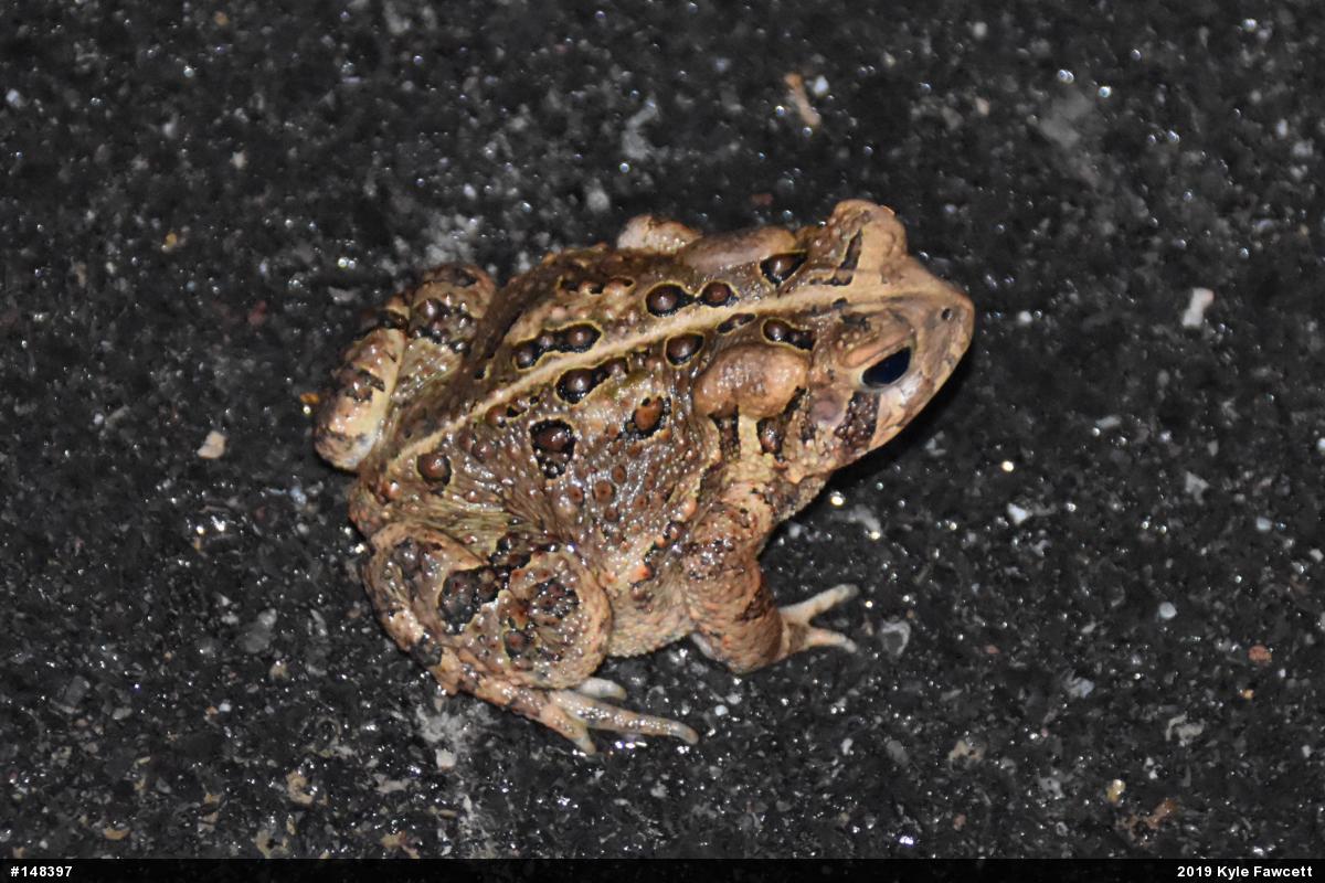Eastern American Toad