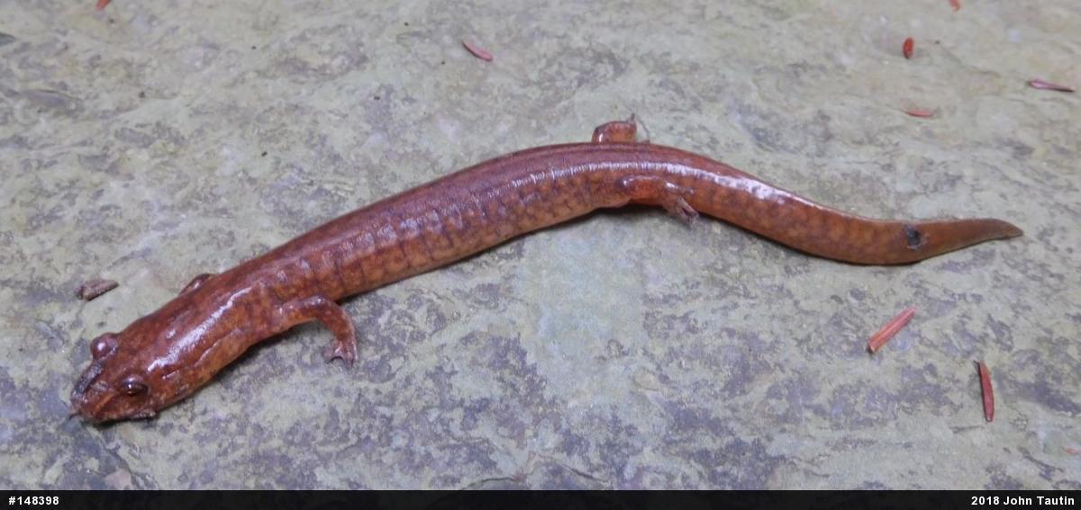 Northern Spring Salamander