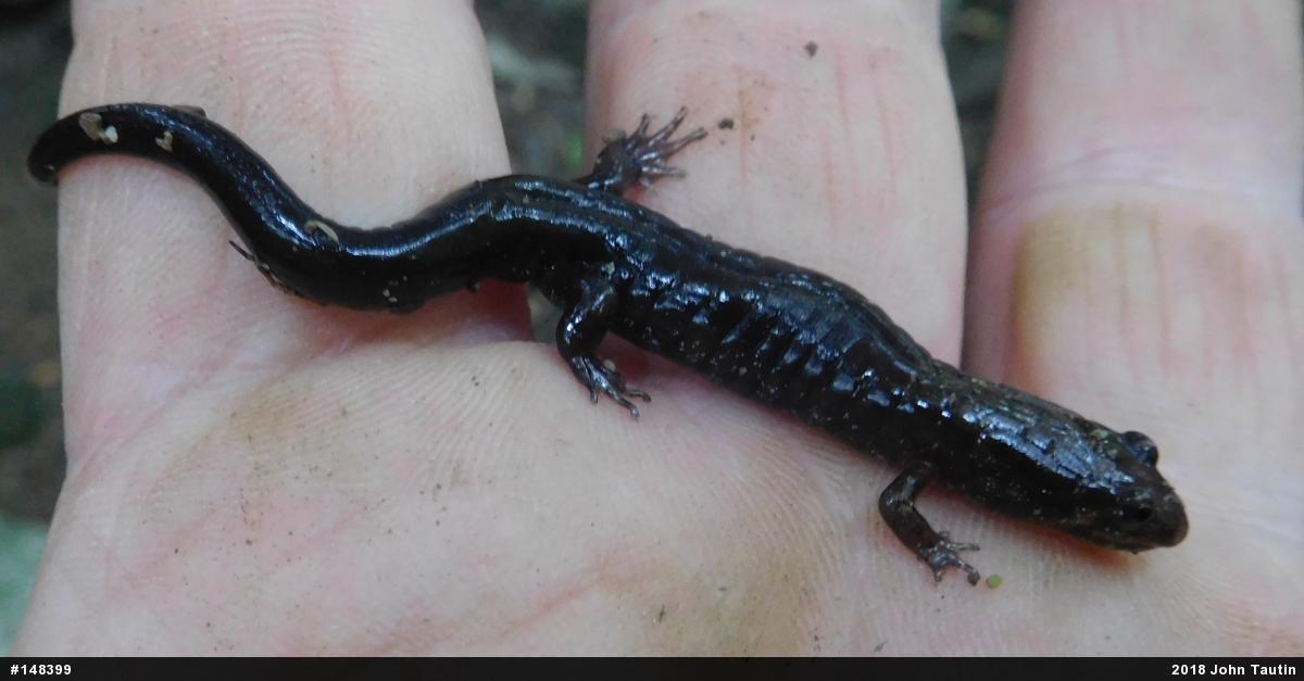 Allegheny Mountain Dusky Salamander
