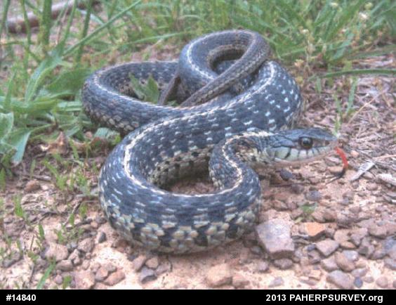 Eastern Gartersnake