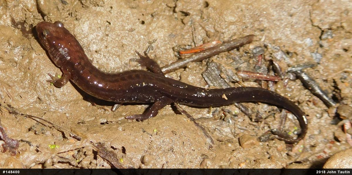 Allegheny Mountain Dusky Salamander