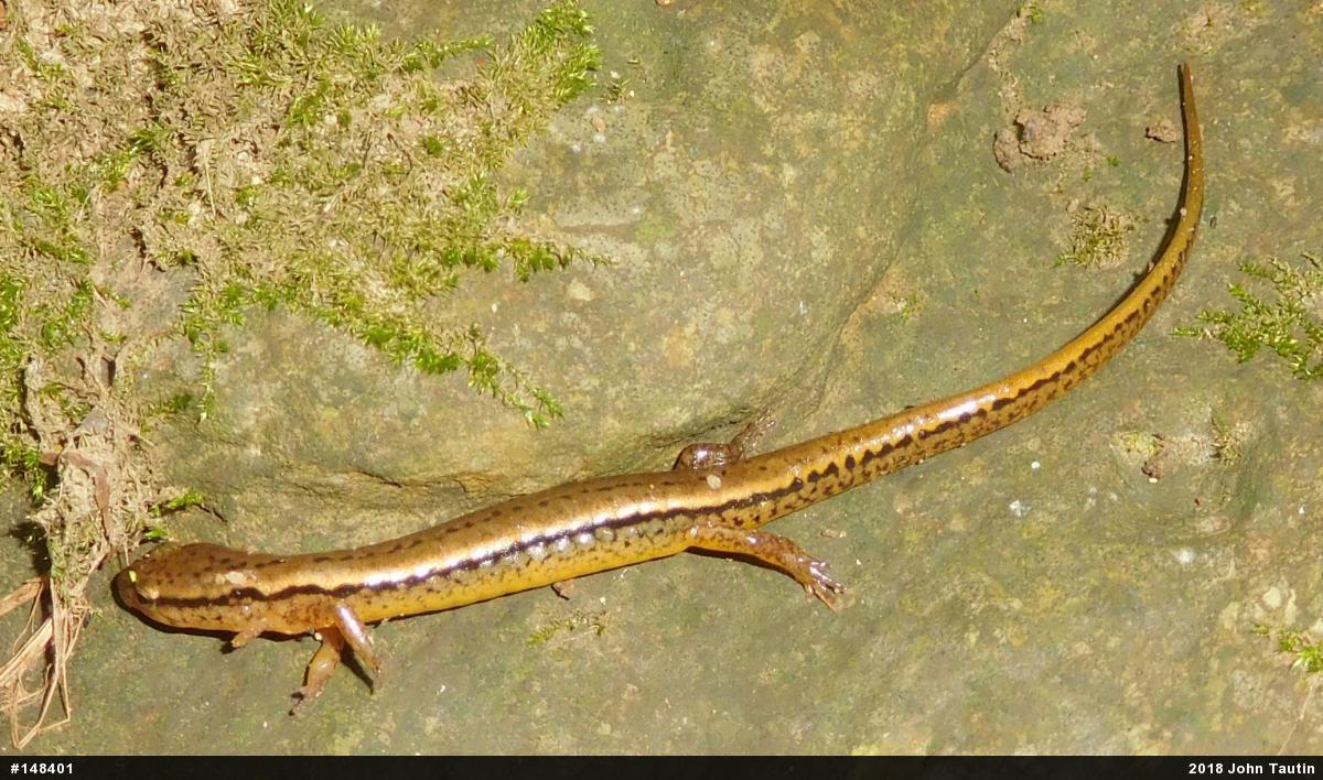 Northern Two-lined Salamander
