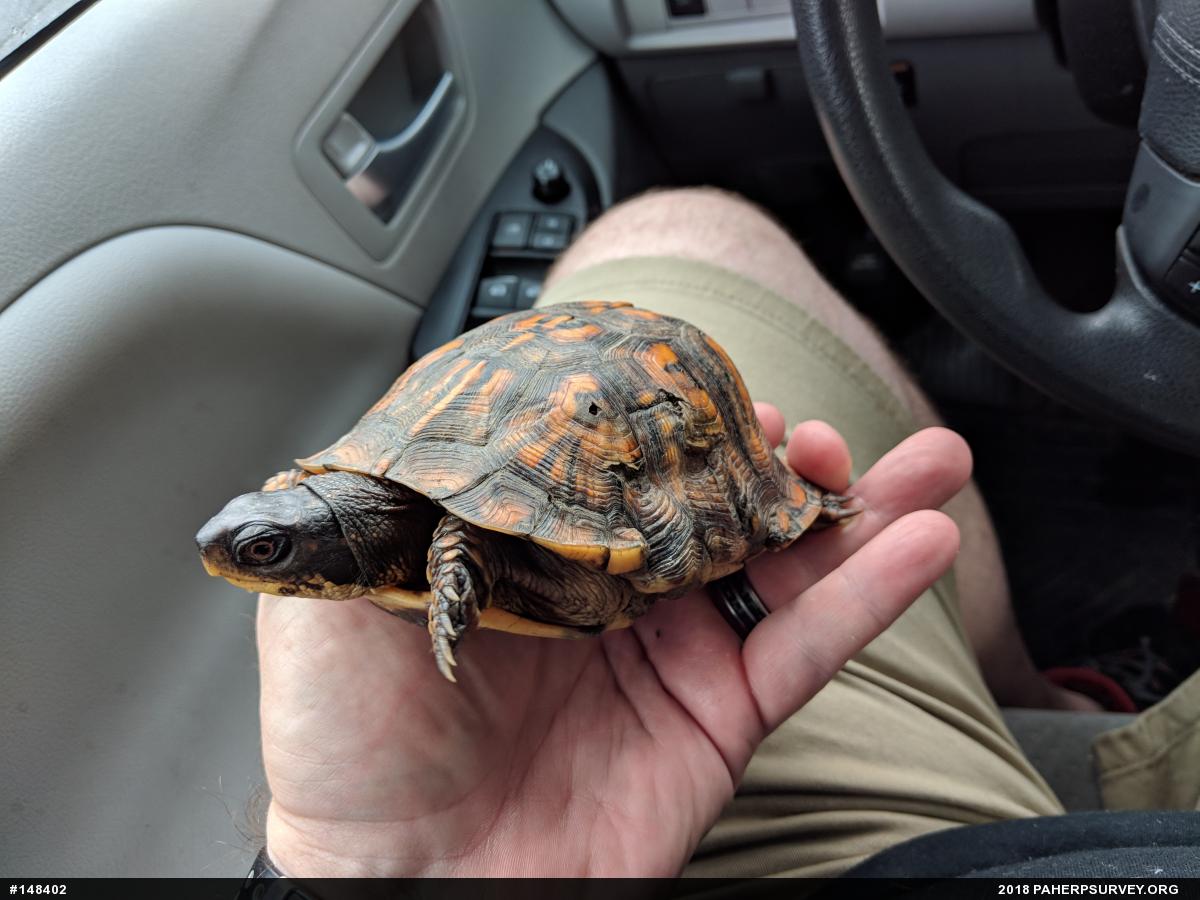 Eastern Box Turtle