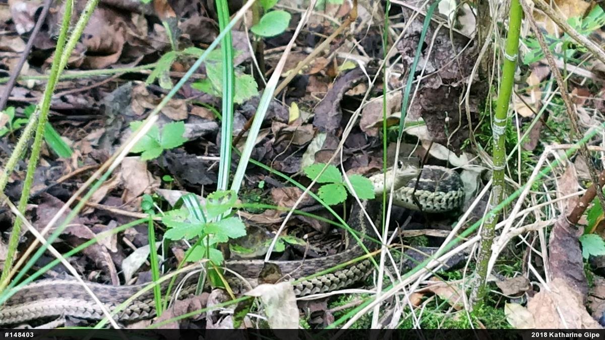 Eastern Gartersnake