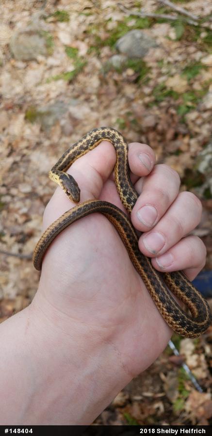 Eastern Gartersnake
