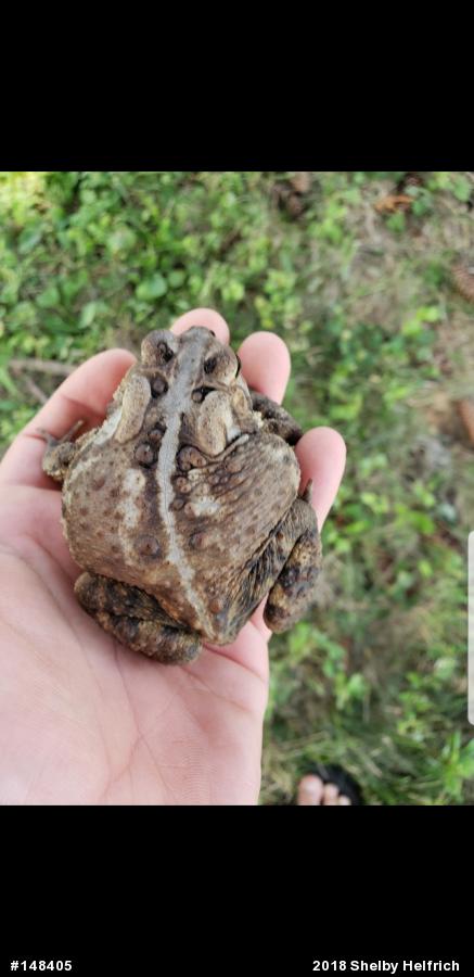 Eastern American Toad