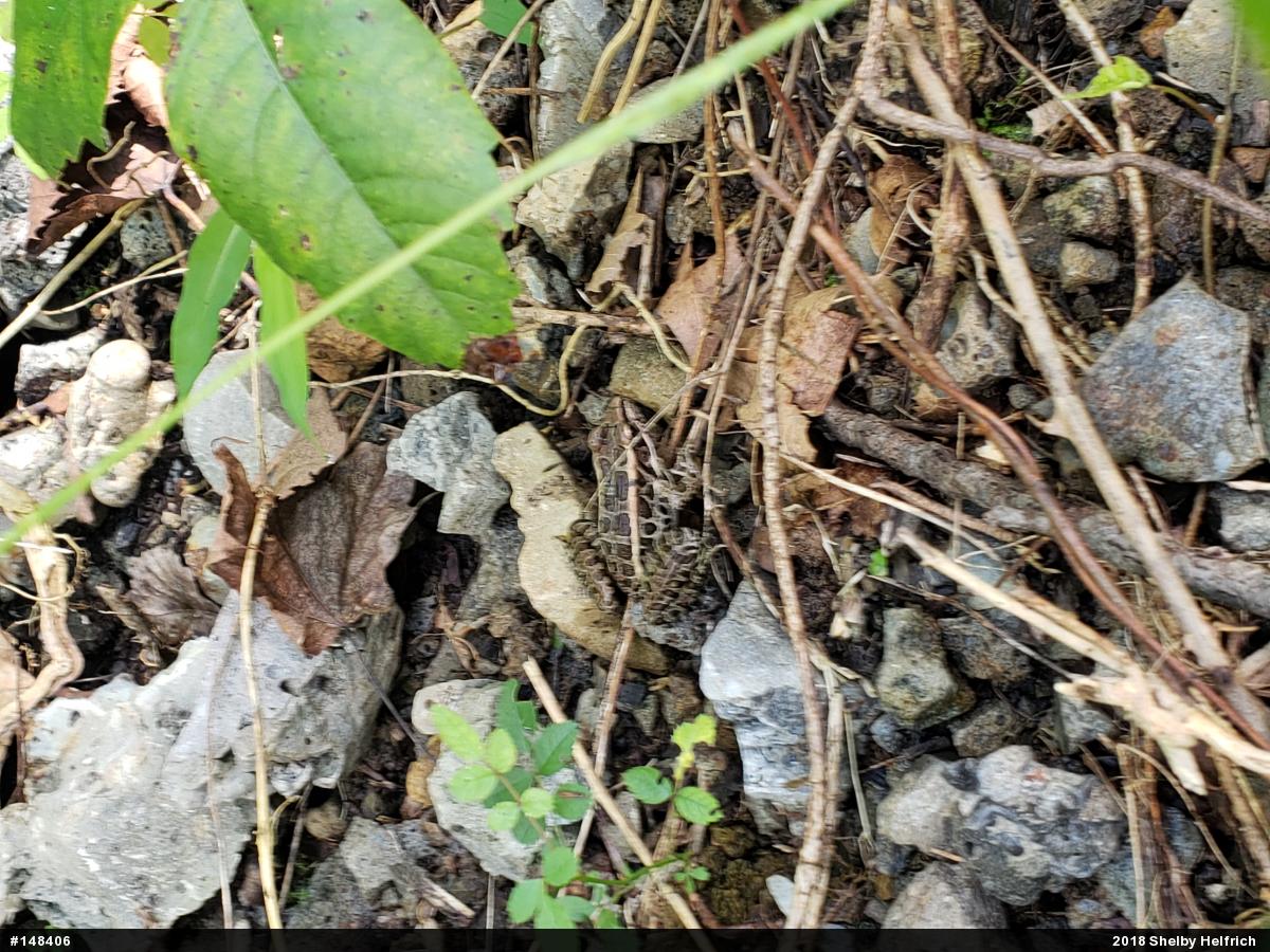 Pickerel Frog