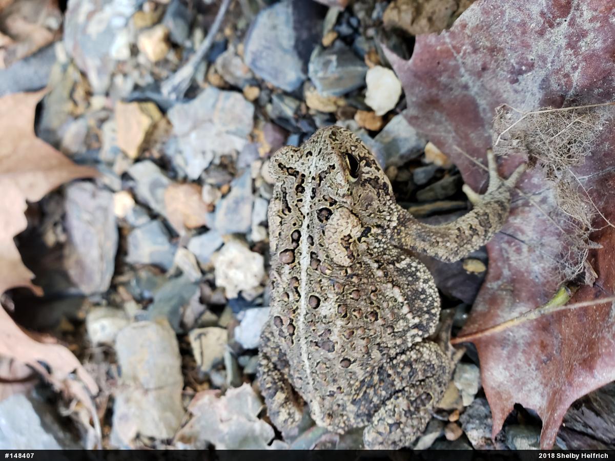 Eastern American Toad