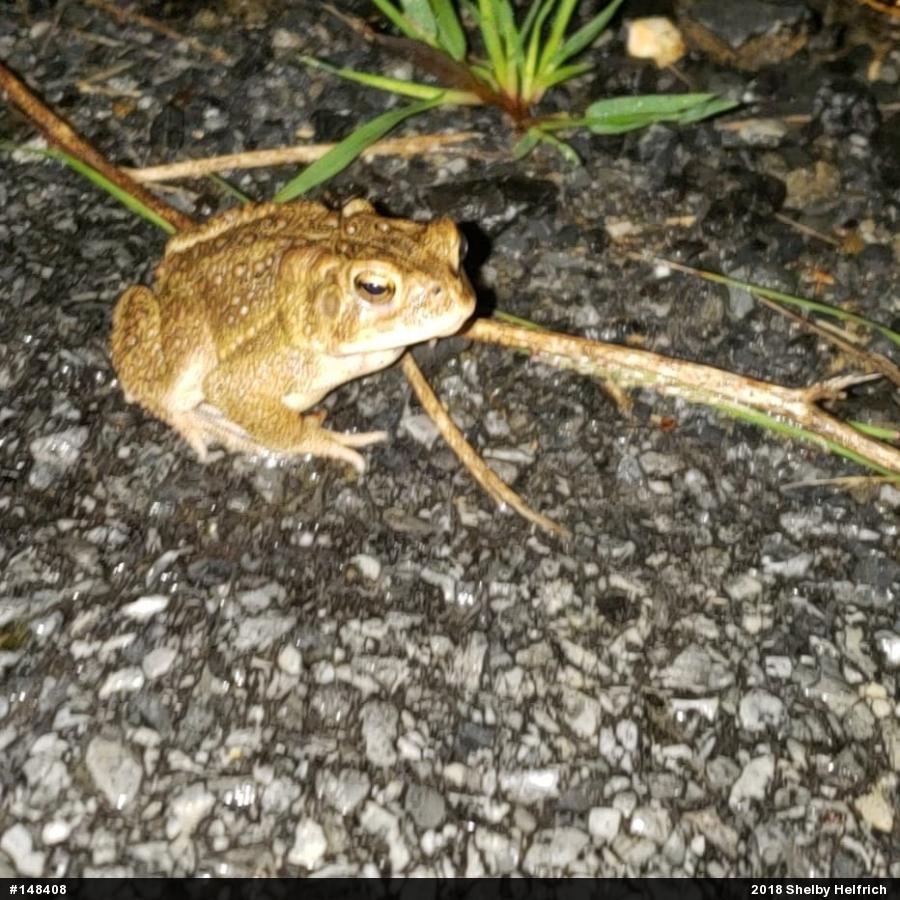 Eastern American Toad