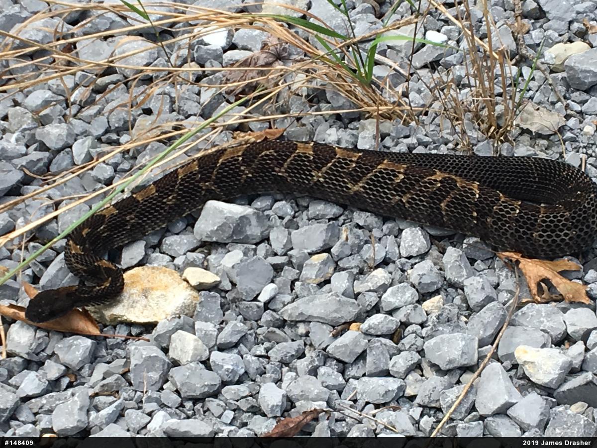 Timber Rattlesnake