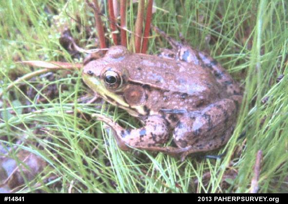 Green Frog