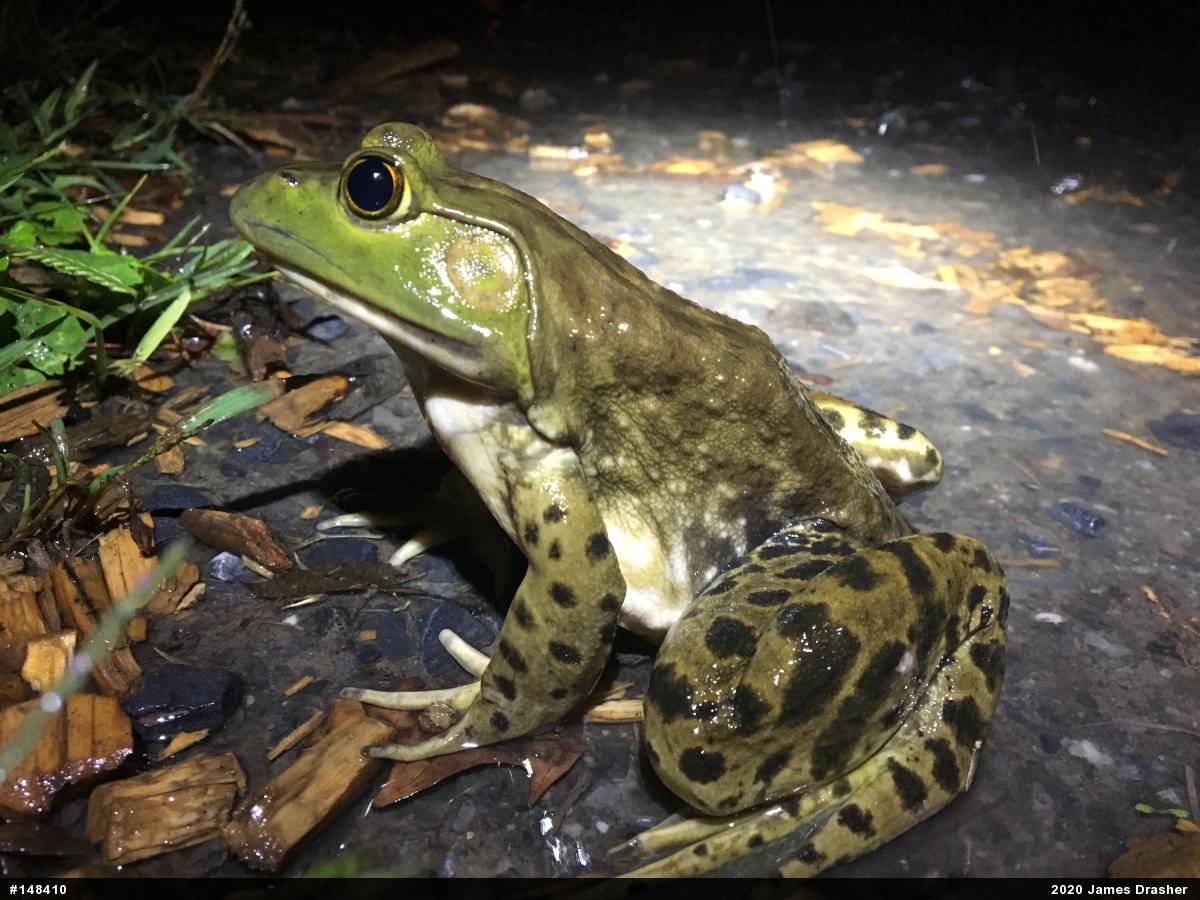 American Bullfrog