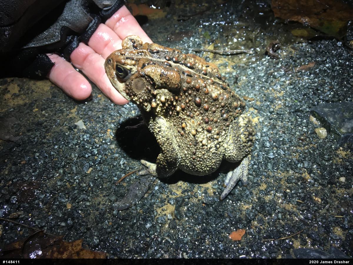 Eastern American Toad