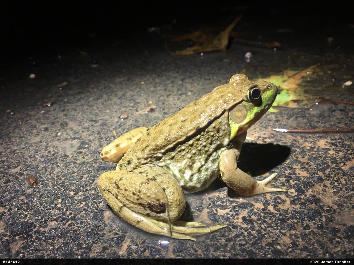 Green Frog