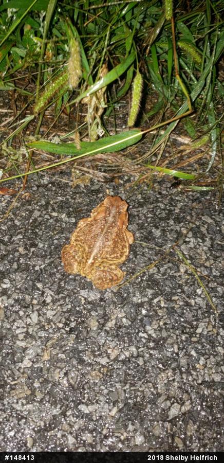Eastern American Toad