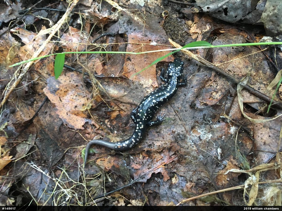 Northern Slimy Salamander