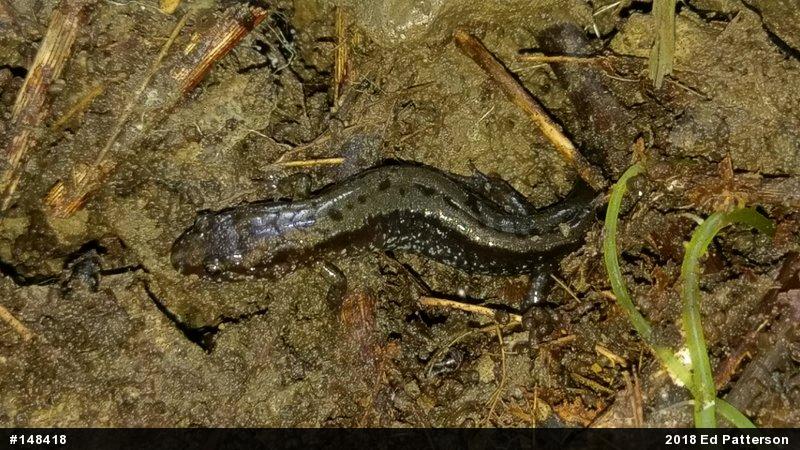Allegheny Mountain Dusky Salamander