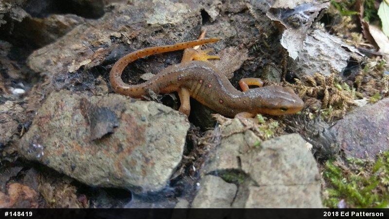 Red-spotted Newt