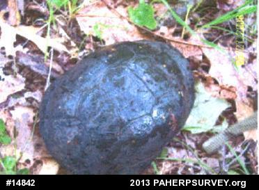 Spotted Turtle