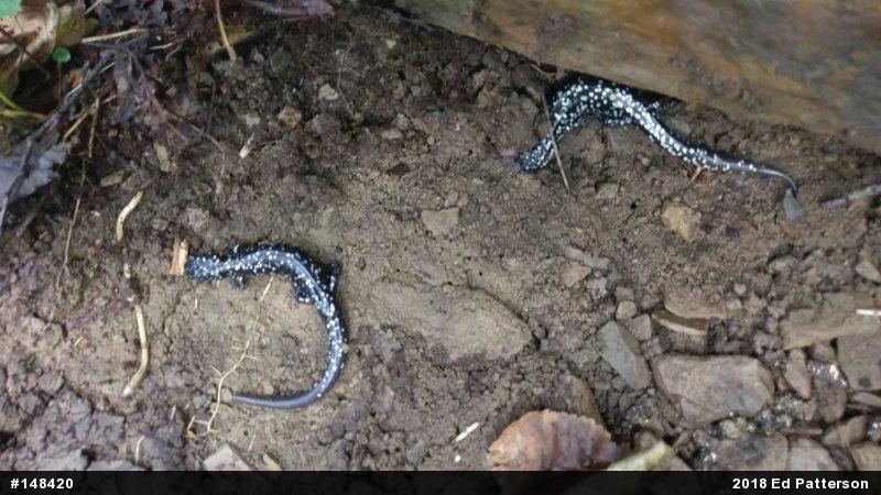 Northern Slimy Salamander