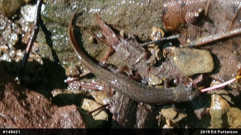 Northern Dusky Salamander