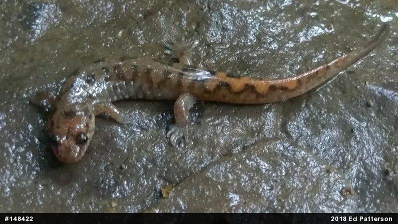 Seal Salamander